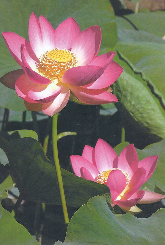 Notebook: Lotus Flower